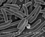 Breakthrough Polymer Developed by Texas A&M Researchers Holds Promise Against Antibiotic-Resistant Bacteria