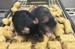 Two research teams reverse signs of aging in mice
