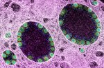 Chinese Researcher Submitted First SARS-CoV-2 Genome to U.S. Database, Sparking Controversy Over Early Disclosure