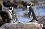 South Africa to ban fishing around African penguin colonies for 10 years