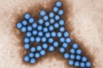 Breakthrough in Cancer Therapy: Oncolytic Virus Shows Promise in Late-Stage Trial