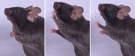 Researchers Uncover Mechanism Behind COVID-19-Induced Sneezing, Opening New Avenues for Treatment