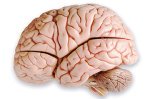 Breakthrough: 3D Printing Yields Brain Tissue with Realistic Functionality