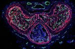 Weekly Science Roundup: Neuronal Mysteries, Crop-Killing Tornadoes, and Erectile Insights