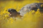News at a glance: Plants’ tree of life, conserving U.S. federal lands, and entertaining invertebrate sentience