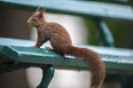 In medieval England, leprosy bounced between humans and squirrels
