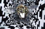Buzzkill: Accusations are leveled at research on how dancing bees measure distances