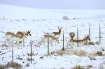 To reduce wildlife deaths caused by fences, scientists are turning to AI