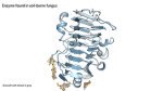 Powerful new AI software maps virtually any protein interaction in minutes