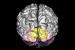 Visuaalse mälu mõistmine: Insights from Brain Research