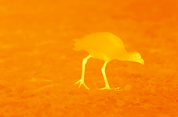 Birds' Legs Act as Nature's Thermostat, Adapting to Climate Extremes