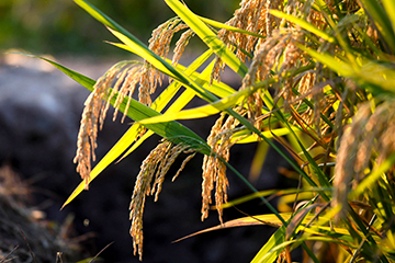 ‘Game changer.’ Scientists are genetically engineering crops to clone themselves