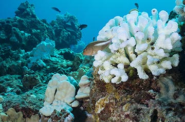 Coral reefs are home to the greatest microbial diversity on Earth