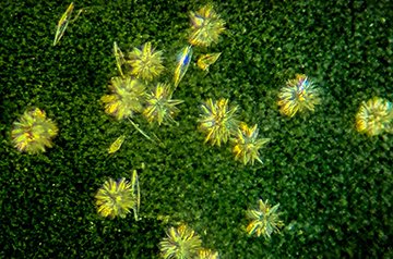 ‘Breakthrough’ could explain why life molecules are left- or right-handed