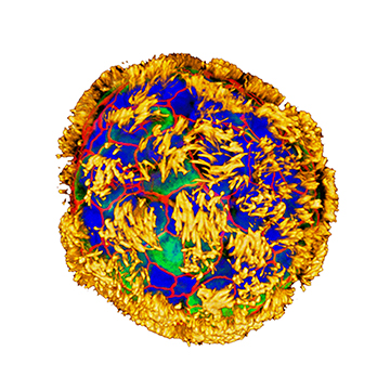 Revolutionizing Medicine: 'Anthrobots' Crafted from Human Cells Show Promise in Healing