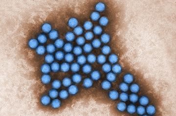 Breakthrough in Cancer Therapy: Oncolytic Virus Shows Promise in Late-Stage Trial
