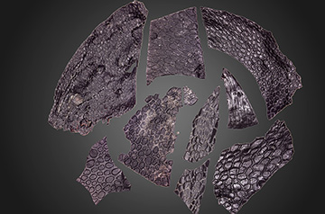 Unveiling Ancient Secrets: Oldest Fossilized Reptile Skin Found in Oklahoma Cave
