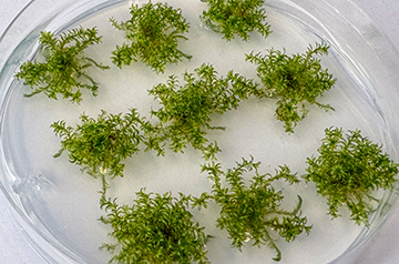 Milestone Achievement: Chinese Researchers Progress Toward Crafting First Artificial Plant Genome