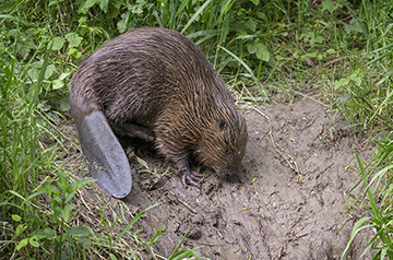 AI Identifies Beavers by Tail 'Fingerprint' Patterns