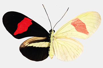 Surprise RNA Discovery Unravels Mystery of Butterfly Wing Patterns