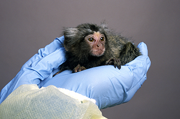 Pioneering Transgenic Marmosets Offer Insights into Parkinson's Disease Onset