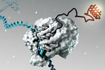 Groundbreaking mRNA Technology Shows Promise in Treating Rare Metabolic Disease