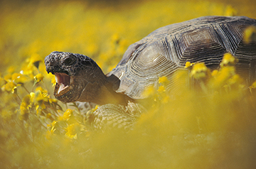 News at a glance: Plants’ tree of life, conserving U.S. federal lands, and entertaining invertebrate sentience
