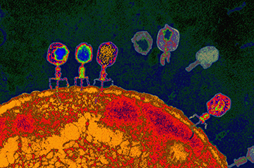 Bakterid kasutavad viiruste vastu võitlemiseks „hullumeelset molekulaarset mehhanismi“.
