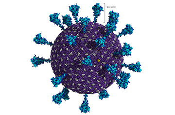 Missing immune cells may explain why COVID-19 vaccine protection quickly wanes