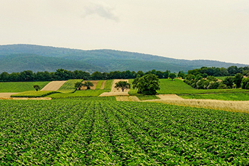 GPT's Inaccuracies in Agriculture Could Lead to Crop Losses and Food Crises