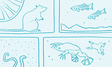 Šveitsi rahastaja hoiatab loomkatsete keelamise eest