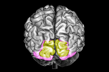 Visuaalse mälu mõistmine: Insights from Brain Research