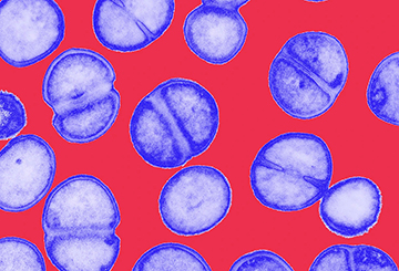 Five ways science is tackling the antibiotic resistance crisis