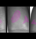 How fingerprints form was a mystery — until now