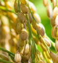 Martian soil may have all the nutrients rice needs