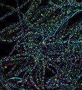 One photon is all it takes to kick off photosynthesis