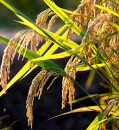 ‘Game changer.’ Scientists are genetically engineering crops to clone themselves