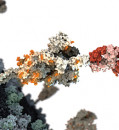 The COVID-19 virus mutated to outsmart key antibody treatments. Better ones are coming