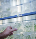European Commission proposes loosening rules for gene-edited plants