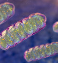 A blood test for Parkinson’s disease?