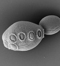 Synthetic yeast project unveils cells with 50% artificial DNA