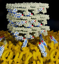 New antifungal kills without toxic side effects