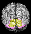 Visuaalse mälu mõistmine: Insights from Brain Research