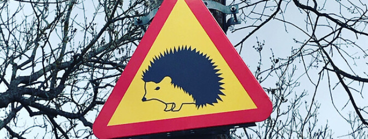 Study: Tallinn home to exceptionally high wildlife numbers