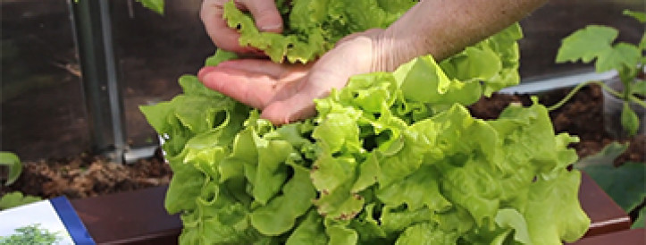 NPO Veggies Cultivation: WORLDS BEST INNOVATION  IN PHYSIOLOGICAL CALCIUM DEFICIENCY  ON LEAFY VEGETABLE CROPS!