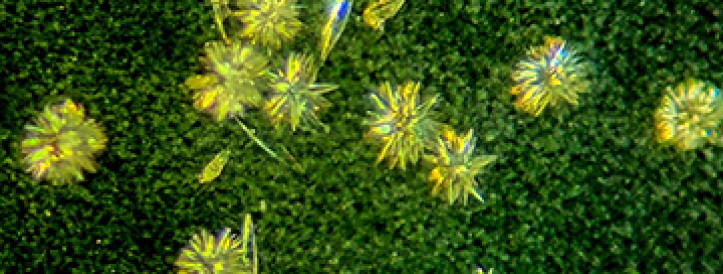 ‘Breakthrough’ could explain why life molecules are left- or right-handed