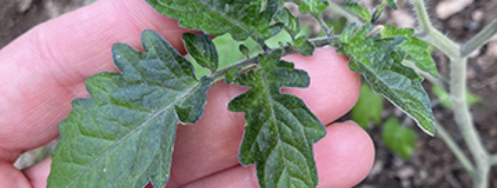 How to increase the quality of tomato transplants? Do you know that? The secret is inside of that video.