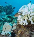 Coral reefs are home to the greatest microbial diversity on Earth