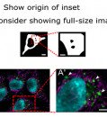 Community-developed guidelines for publishing images help address reproducibility problem in science