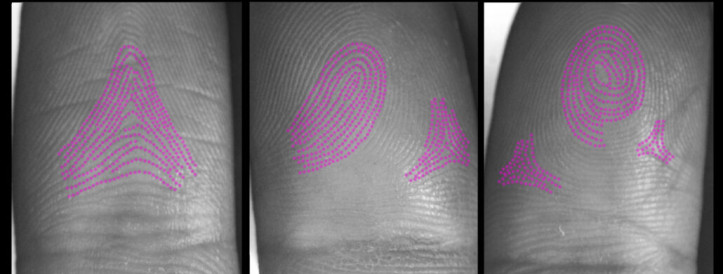 How fingerprints form was a mystery — until now